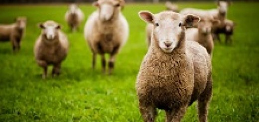 shepherd-the-flock