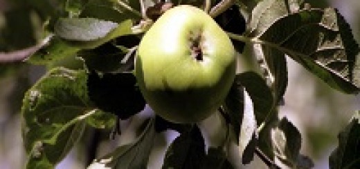 A green apple on a tree