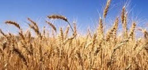 Emor_field of wheat